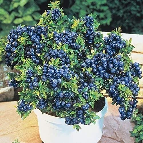 Giant Blueberry Fruit Seeds